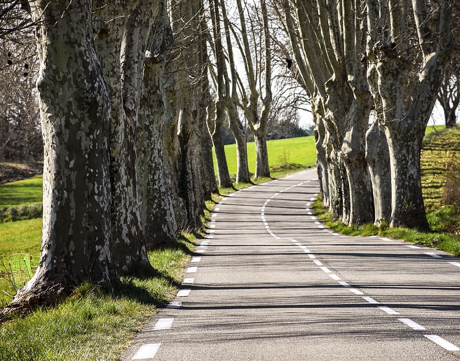 tree lined, trees, landscape, scenery, greenery, road, roadway HD wallpaper