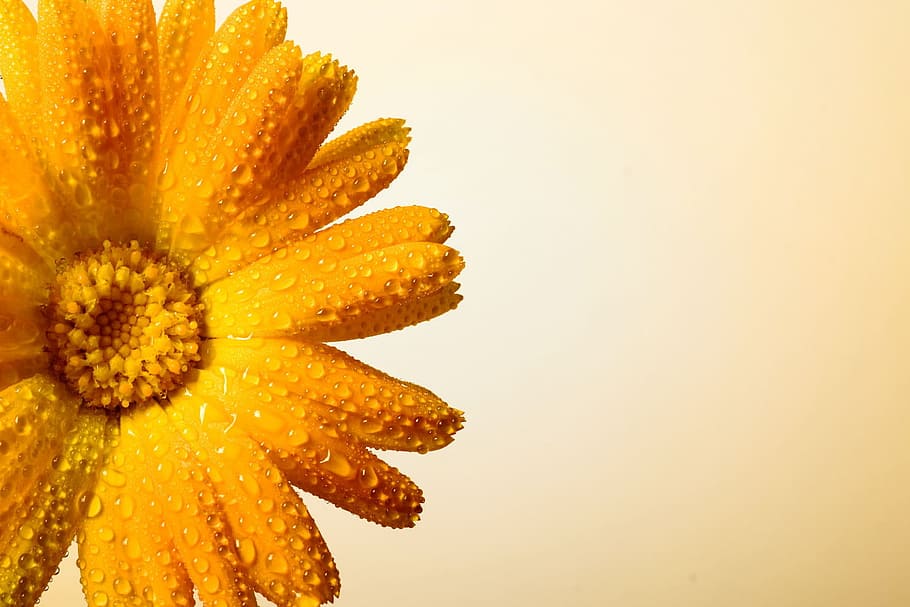 water, drops, botanical, botany, flower, nature, nobody, plant HD wallpaper