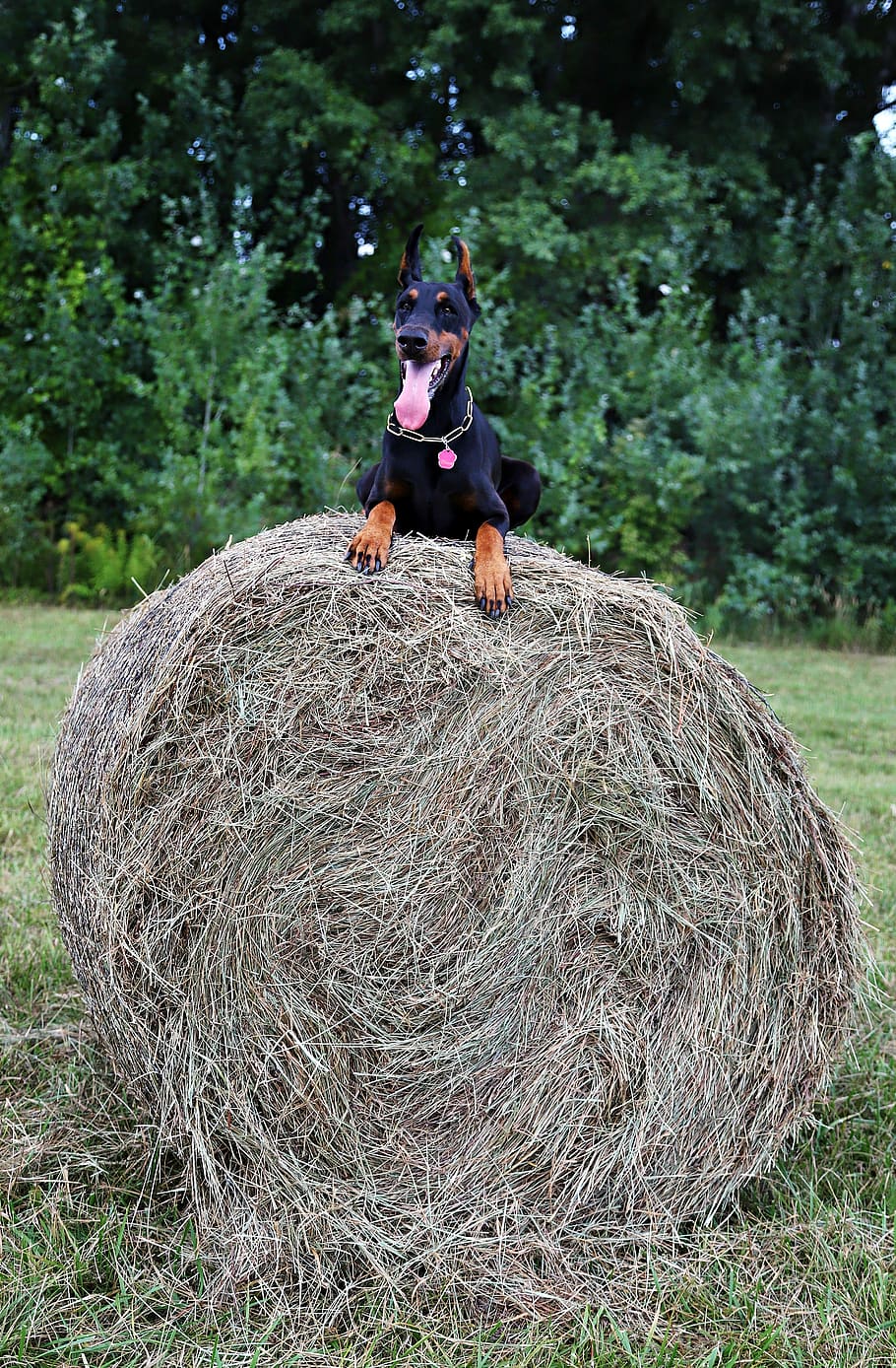 doberman, dog, haystack, walk, plant, animal themes, domestic animals HD wallpaper