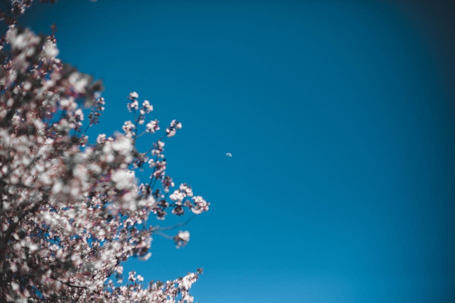 white petaled flowers, plant, blossom, cherry blossom, outdoors HD wallpaper