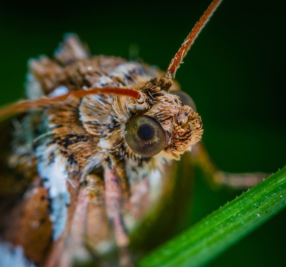 Macro Photo Of Brown Moth, bug, close-up, insect, little, pest HD wallpaper