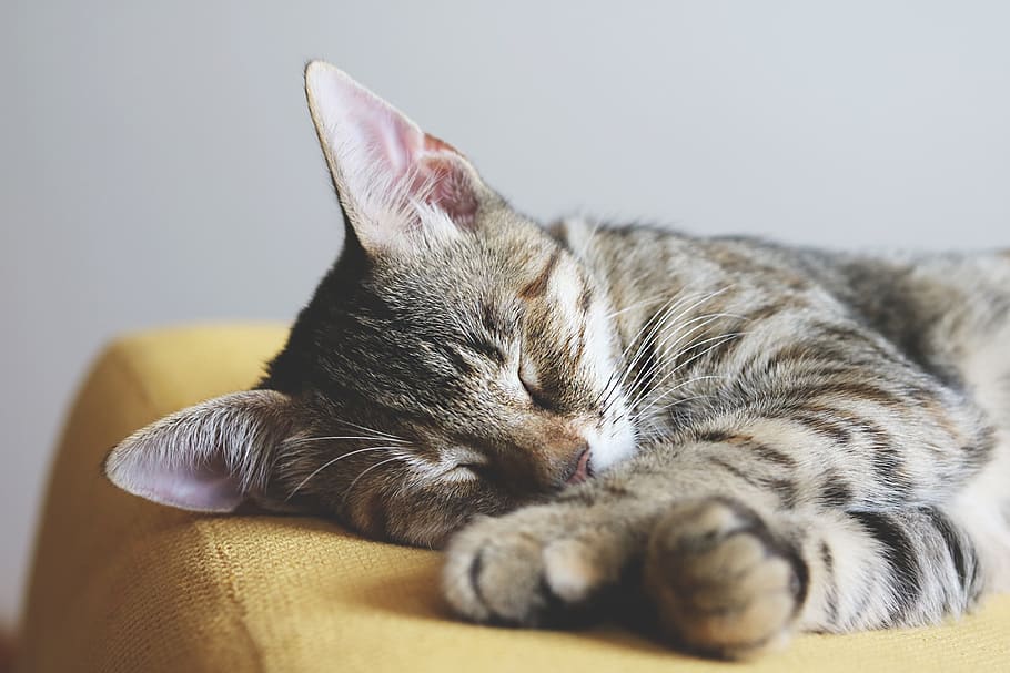 cat, kitten, kitty, sleeping, cute, adorable, feline, animal HD wallpaper