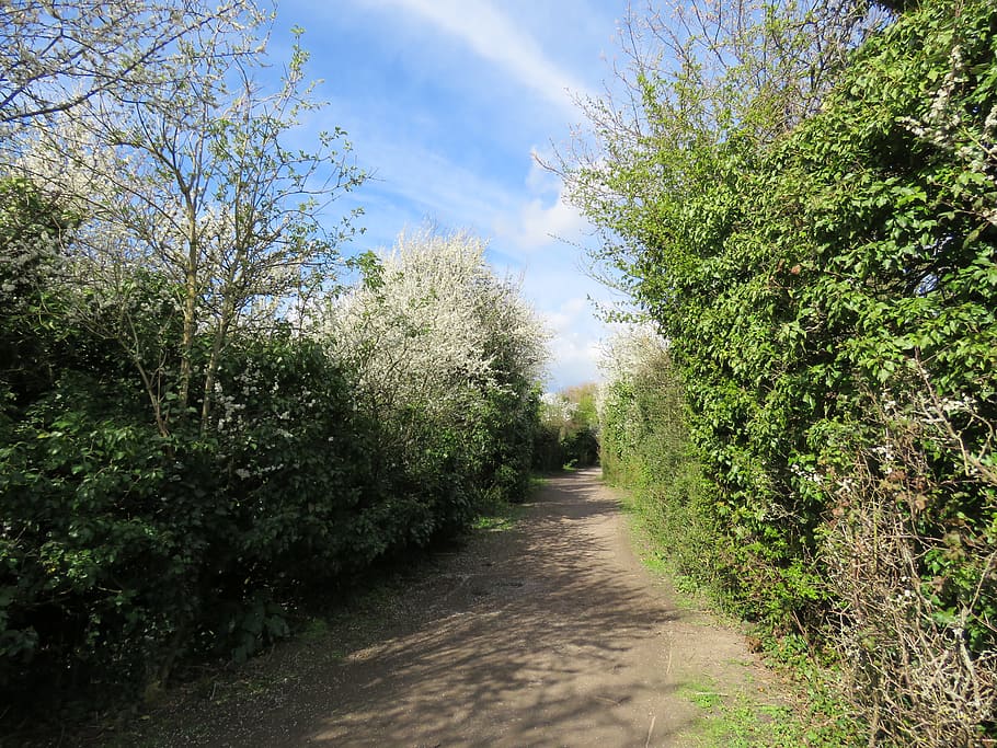 outdoors, path, nature, road, garden, arbour, gravel, dirt road HD wallpaper