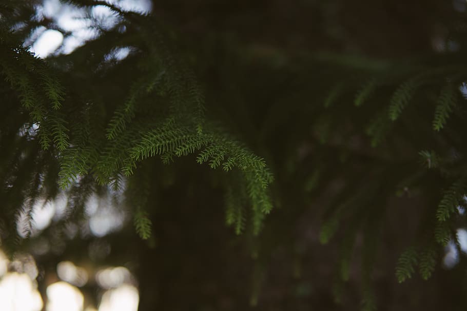 tree, nature, sunset, leaf, minimal, trees, portugal, landscape HD wallpaper