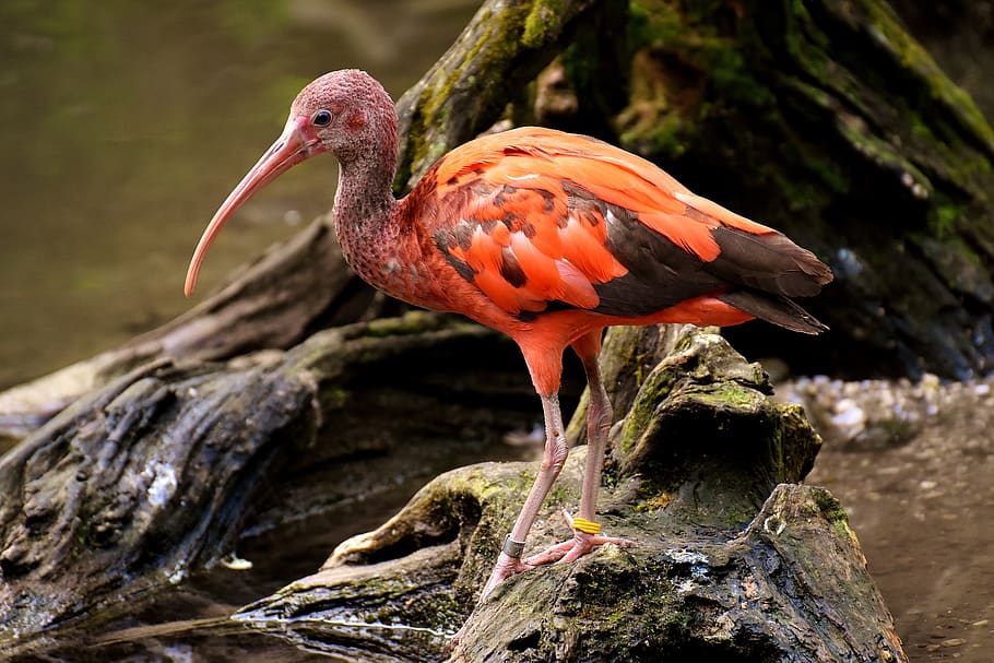 ibis, eudocimus ruber, scarlet ibis, red ibis, plumage, zoo, HD wallpaper