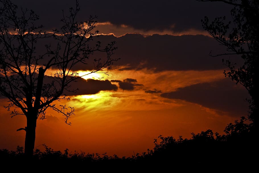 tree, sky, silhouette, plant, beauty in nature, tranquility HD wallpaper