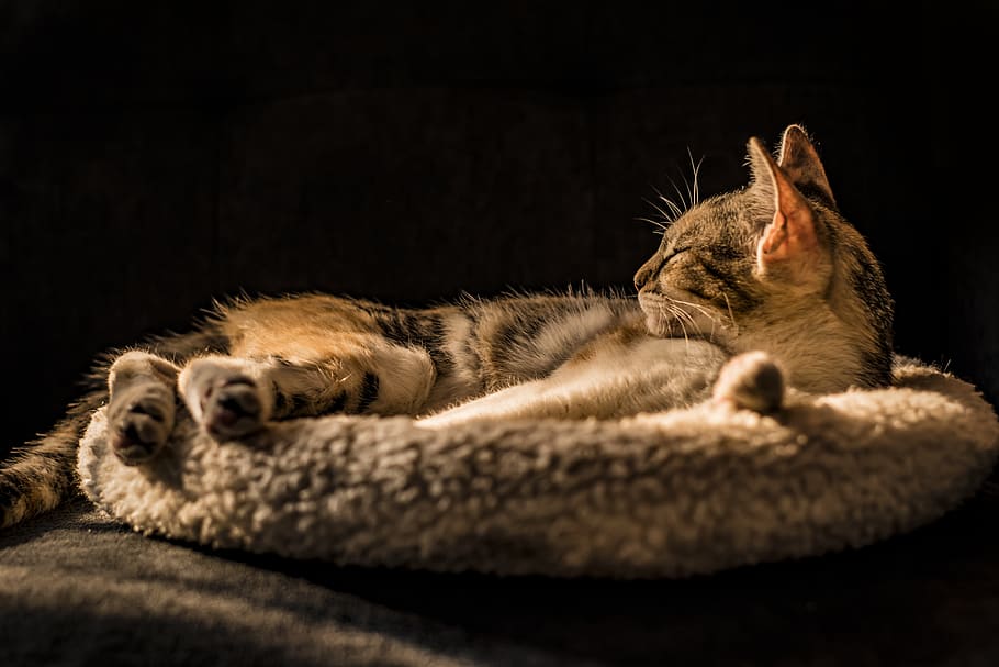 cat lying on gray cat bed, mammal, animal, animal themes, domestic HD wallpaper
