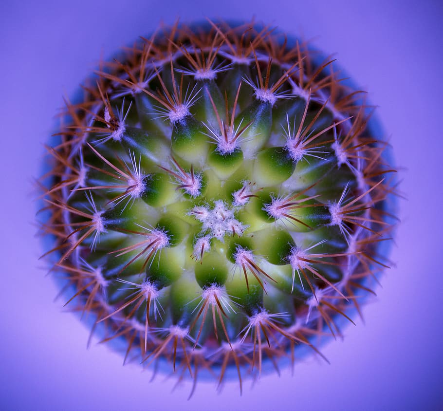 green cactus, freshness, close-up, flower, no people, plant, flowering plant HD wallpaper