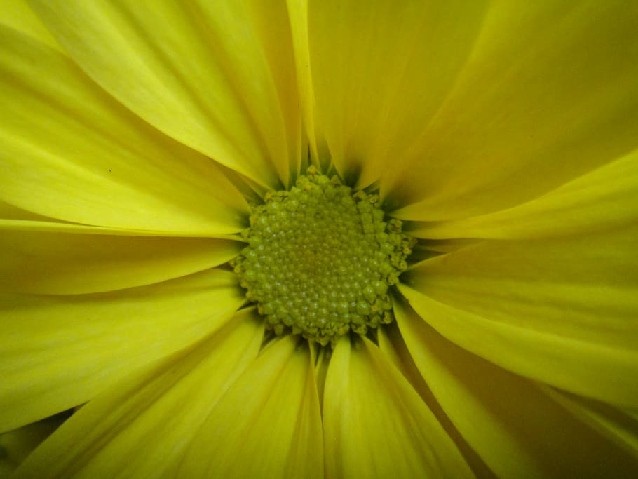 closeup, macro, spring, flower, daisy, yellow, beauty in nature HD wallpaper