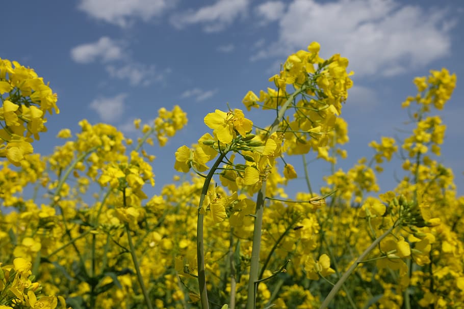 rapeseed, blooming, spring, field, the cultivation of, yellow HD wallpaper