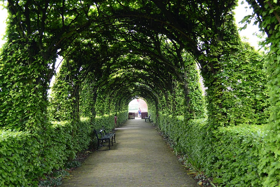 landscape, path, leaves, green, nature, road, plant, tree, the way forward HD wallpaper
