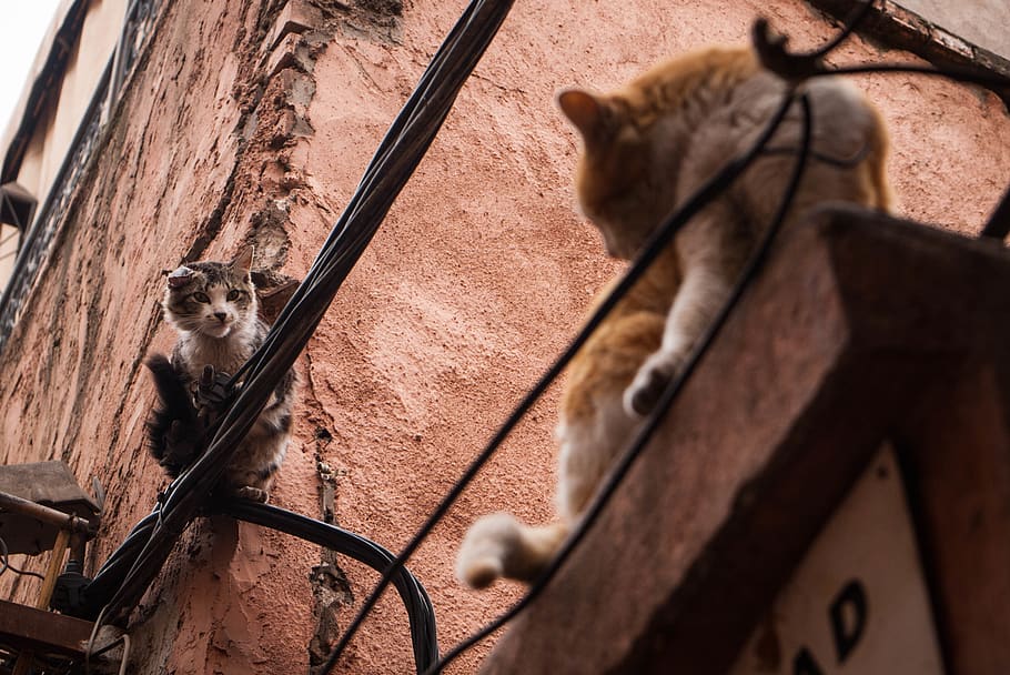 morocco, marrakesh, wall, cat, africa, cables, cats, mammal, HD wallpaper