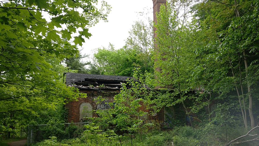 collapsed, graffiti, trees, abandoned, building, forest, plant HD wallpaper