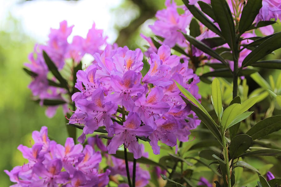 flower, planckendael, nature, flowering plant, beauty in nature HD wallpaper