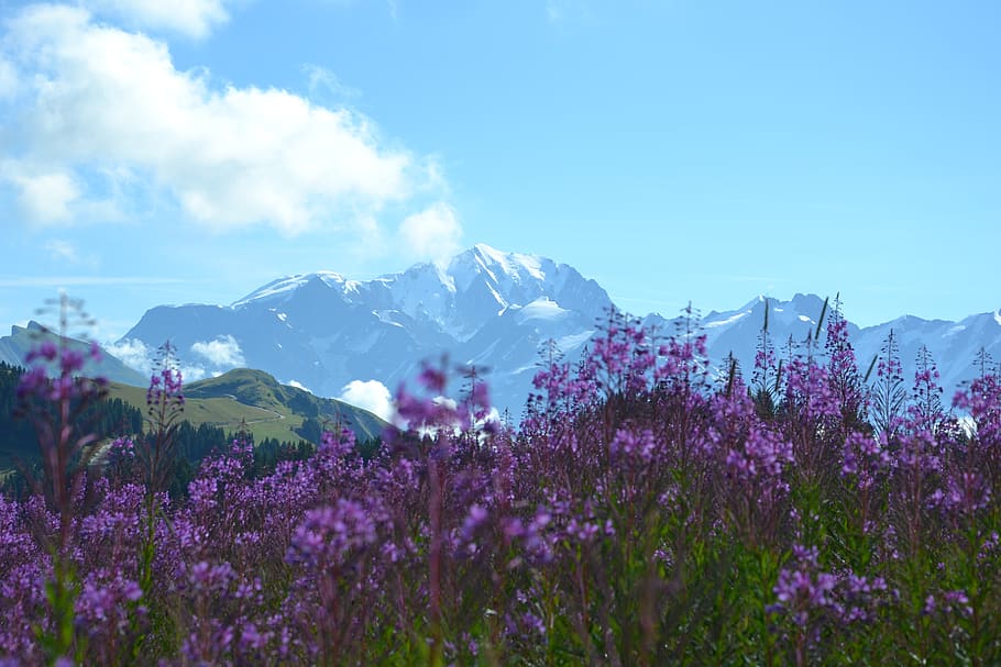 Purple-petaled Flowers Near Mountains, colors, daylight, environment