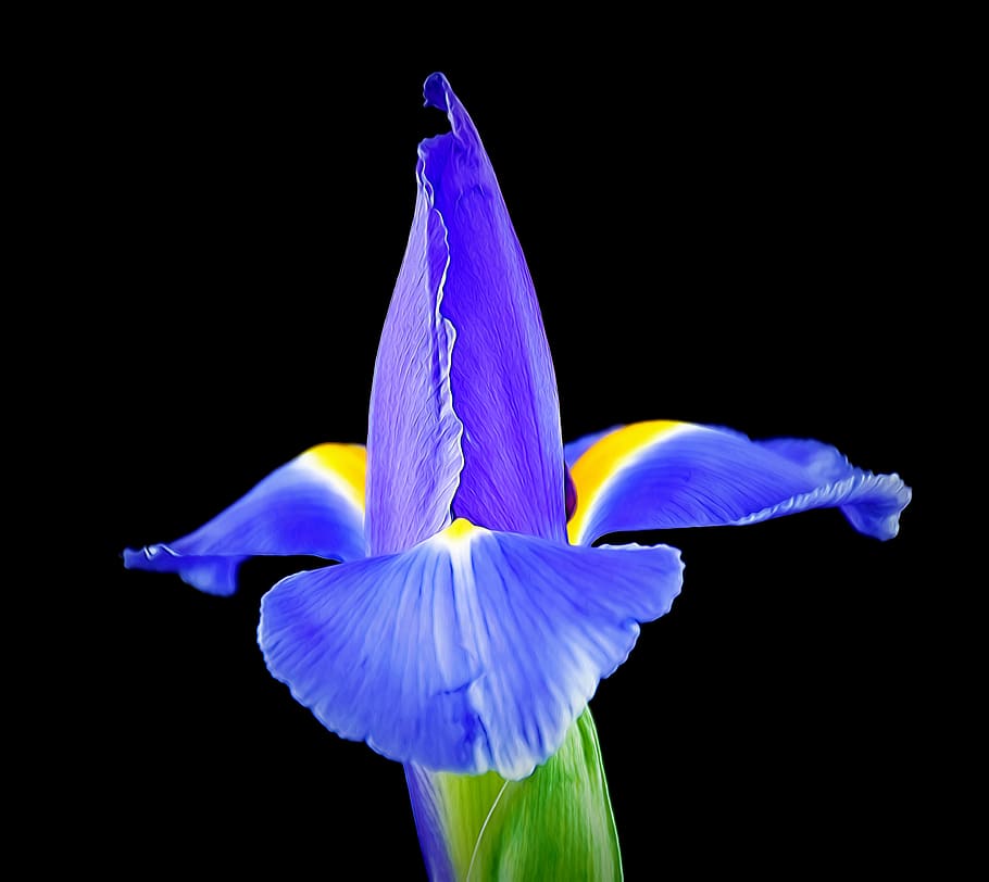 blooming iris, flower, blossom, nature, plant, garden, flora HD wallpaper
