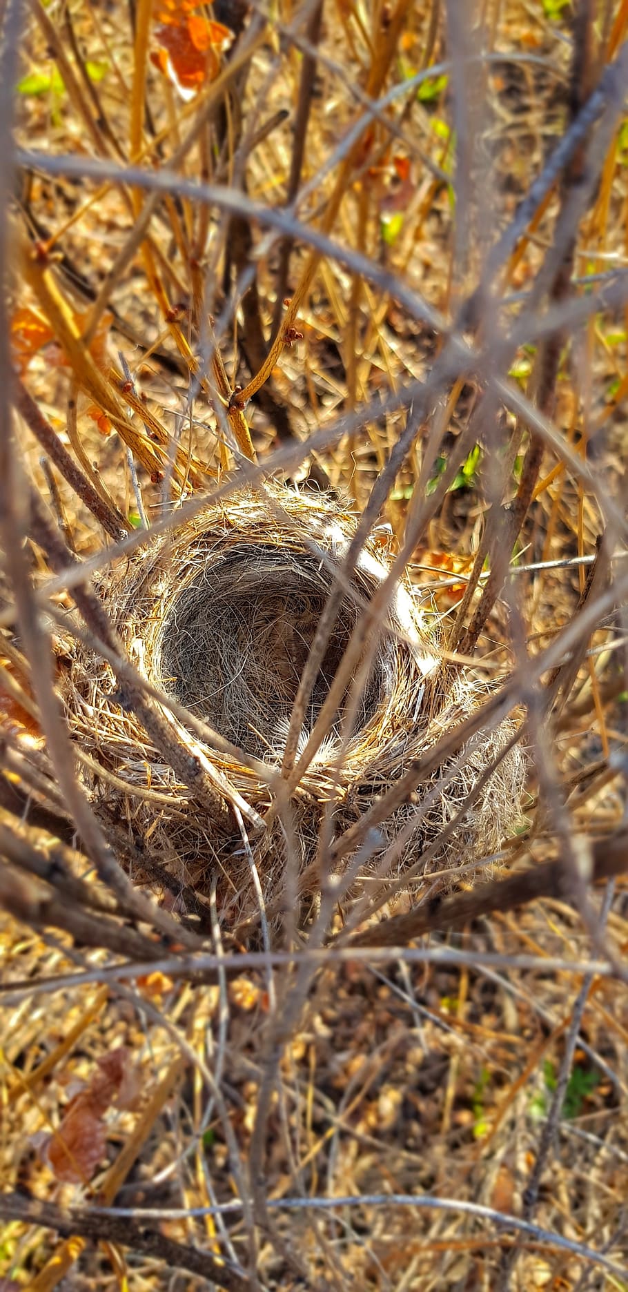 nature, jack, birds, spring, easter, egg, air, branch, animal nest HD wallpaper