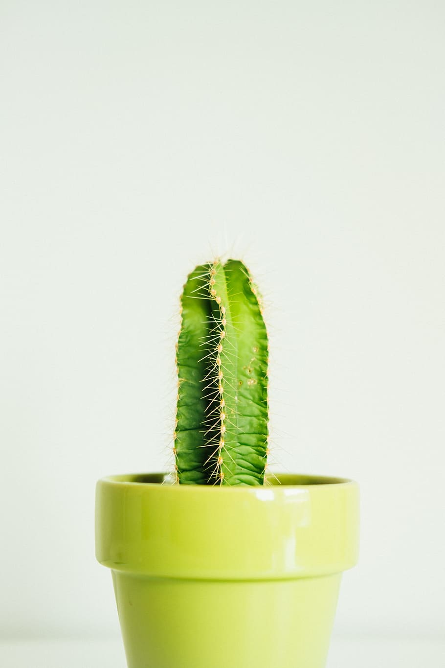 green cactus plants, unporn, succulent, office, straight, prickly, HD wallpaper