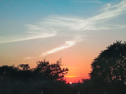 india, kanpur, tree, sky, plant, sunset, beauty in nature, scenics - nature HD wallpaper