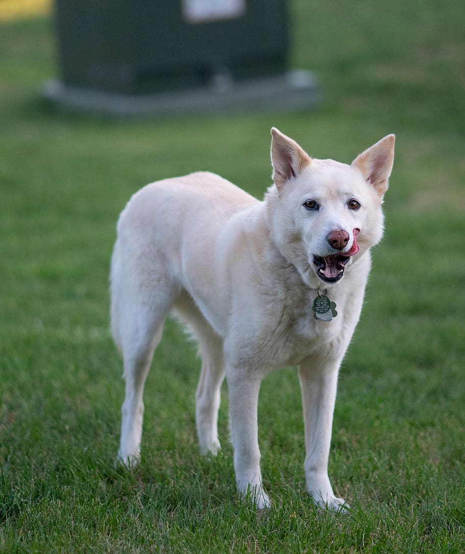 short-coated white dog, canine, animal, pet, husky, mammal, grass HD wallpaper