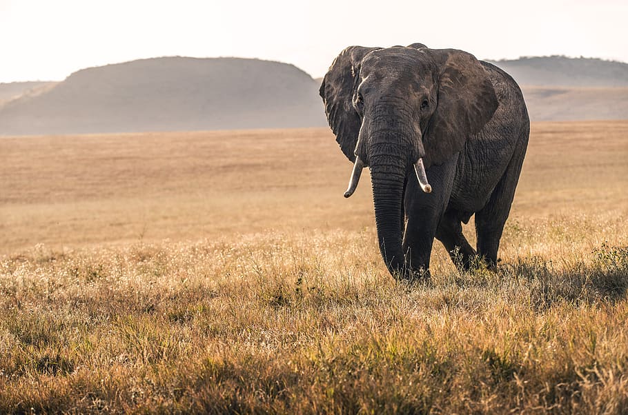 elephant on grass during daytime, wildlife, nature, field, animal