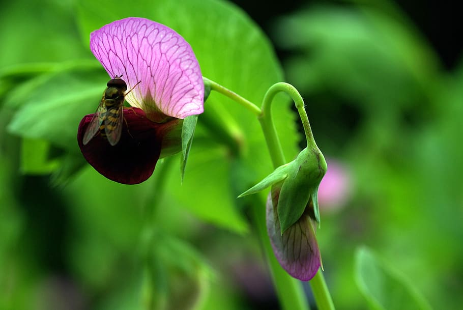 Green and Pink Flower, bee, feeding, harvesting, insect, nature HD wallpaper