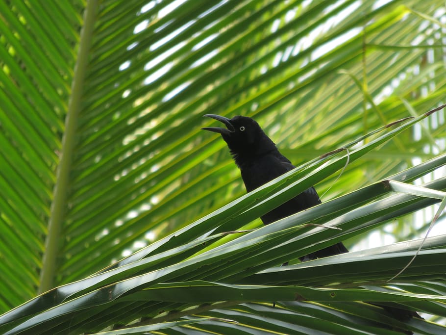 bird, palmtrees, green, black, black bird, animal themes, leaf HD wallpaper