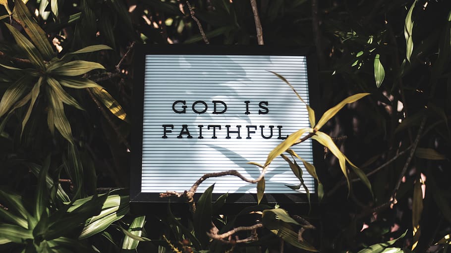 God is Faithful signage with leaved background, bush, tree, forest, HD wallpaper