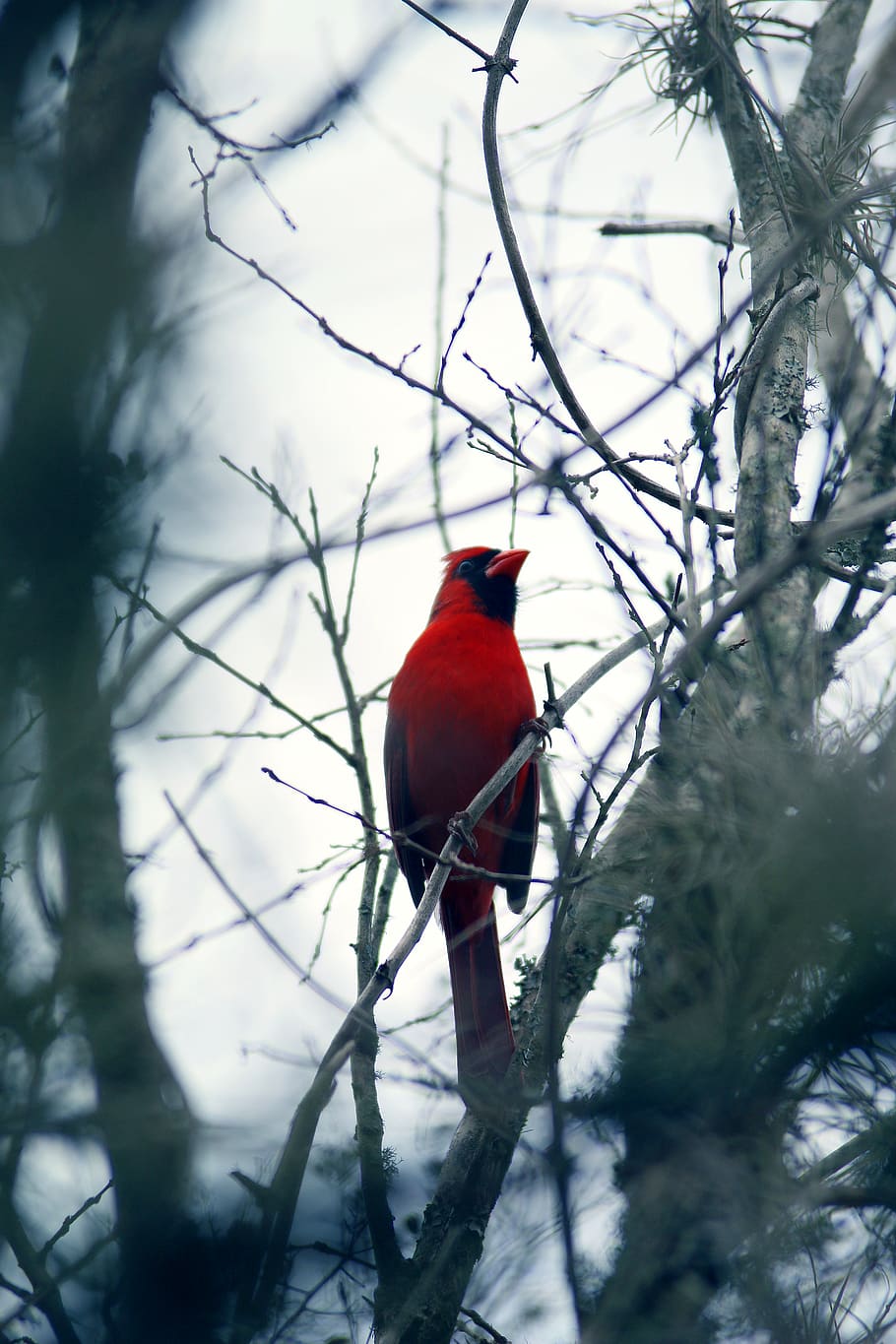 cardinal, bird, trees, red, passerine, grosbeaks, perching HD wallpaper