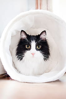 black, white, cat, pet, animal, cats, cute, home, house, kitten HD wallpaper