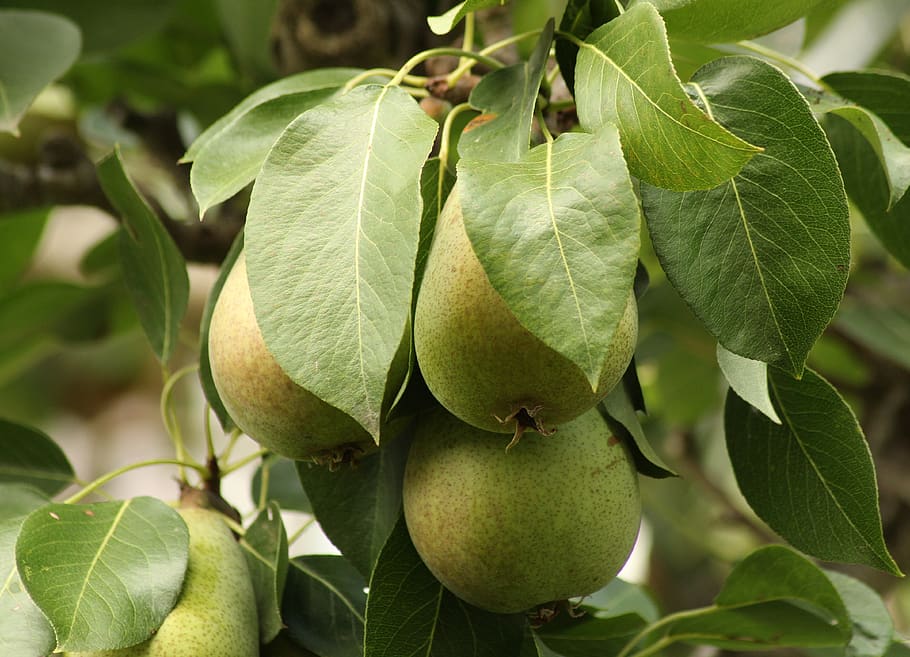 pear, tree, green, fruit, nature, summer, environment, ecology HD wallpaper