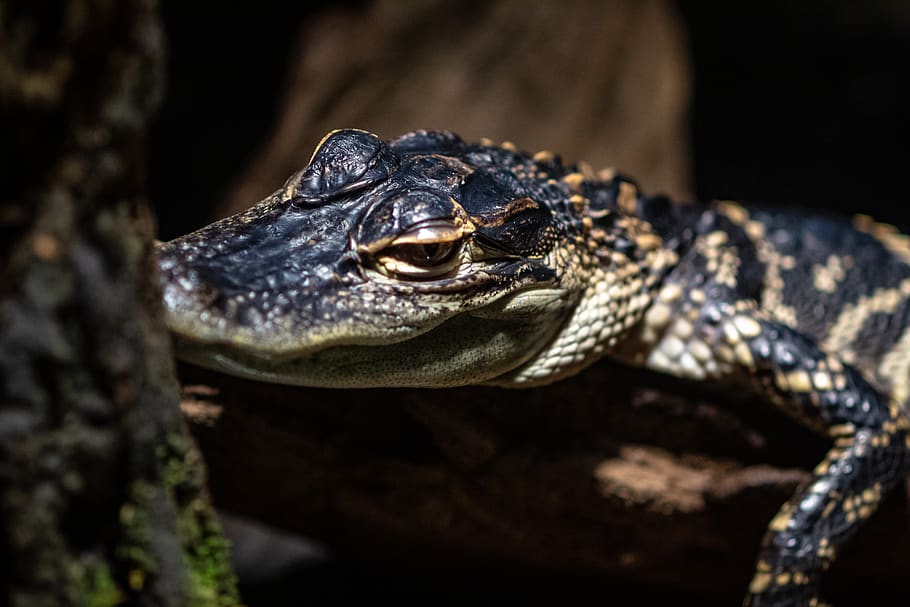 close-up photo of baby alligator, reptile, animal, crocodile
