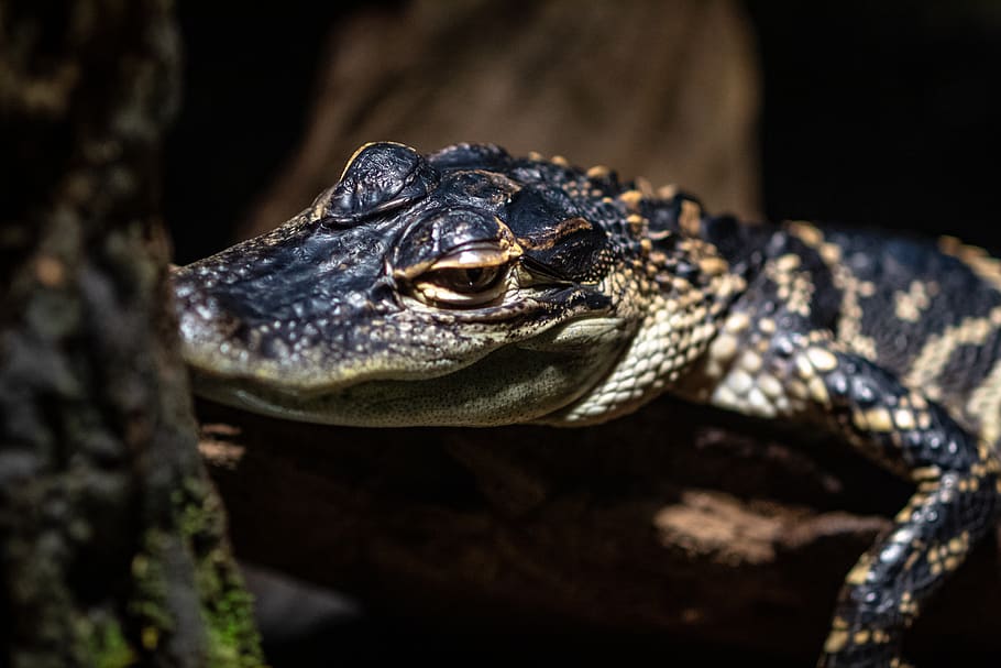 Hd Wallpaper Close Up Photo Of Baby Alligator Reptile Animal