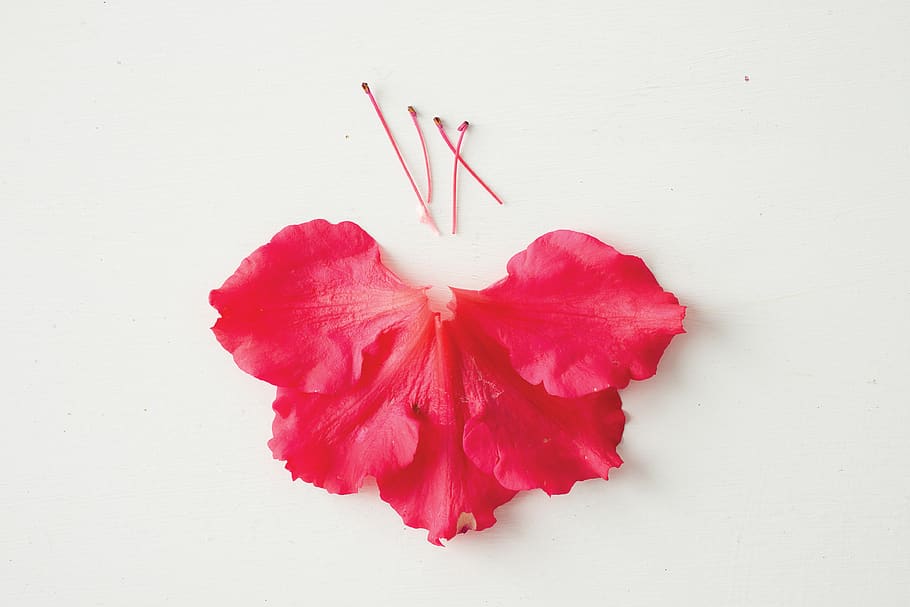 flower, hibiscus, red, close-up, love, heart shape, indoors HD wallpaper