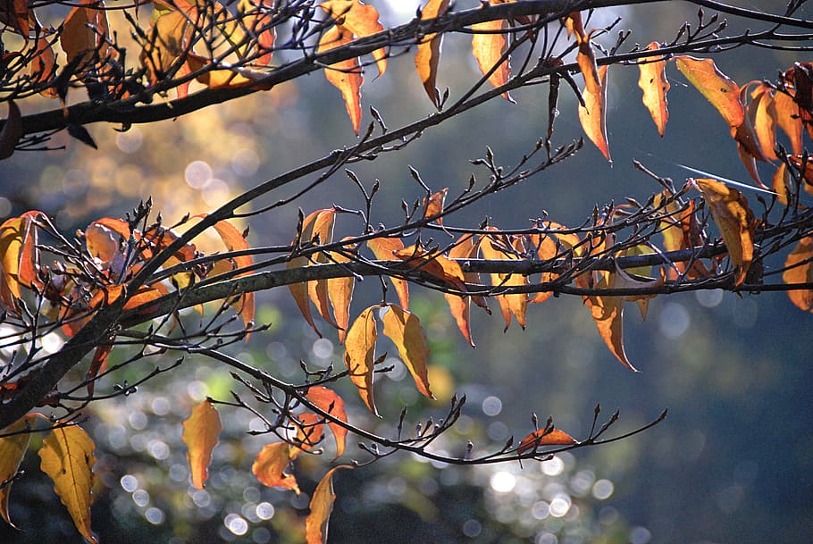 autumn, fall, leaves, orange, bokeh, branch, tree, plant, nature HD wallpaper