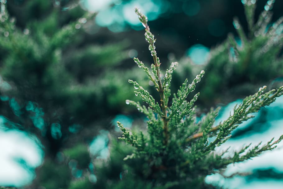 tree, forrest, water, dew, pine, plant, nature, growth, green color HD wallpaper