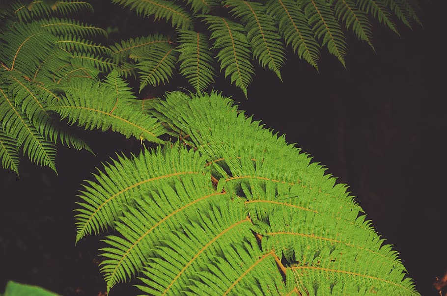 green, leaf, plant, nature, dark, fern, outdoor, plant part HD wallpaper