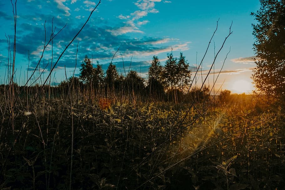 Green Leafed Plants Photography Under the Blue Sky, bright, clouds HD wallpaper