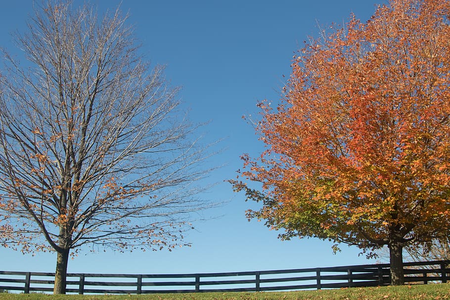 trees, sky, fall, autumn, landscape, scenic, rural, colourful HD wallpaper