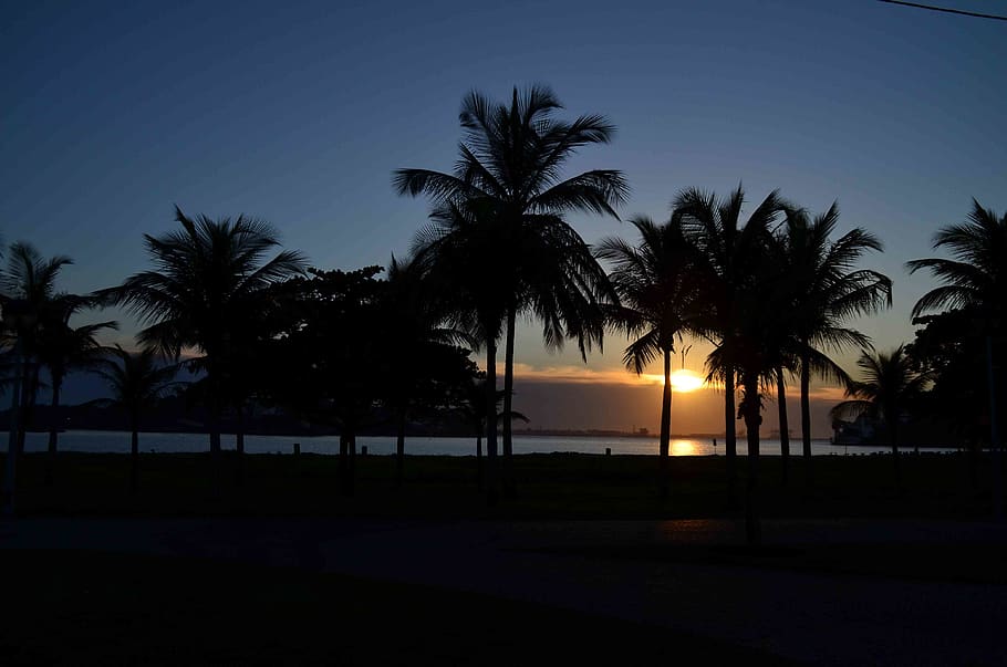 palm tree, tropical climate, silhouette, sunset, sky, plant HD wallpaper