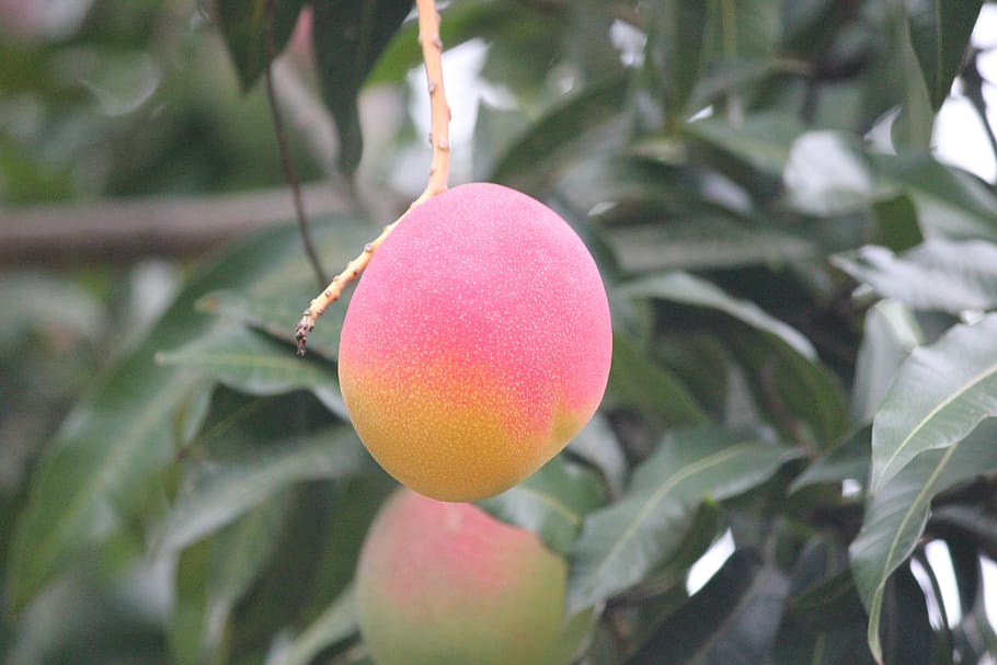 mango, pink, yellow, tree, fruit, outdoor, nature, food and drink, HD wallpaper