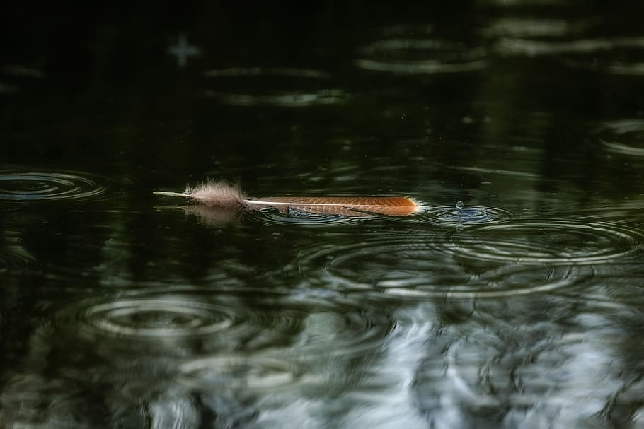 Wild Turkey Feather, rain, water, ripple, texture, dark, bokeh HD wallpaper