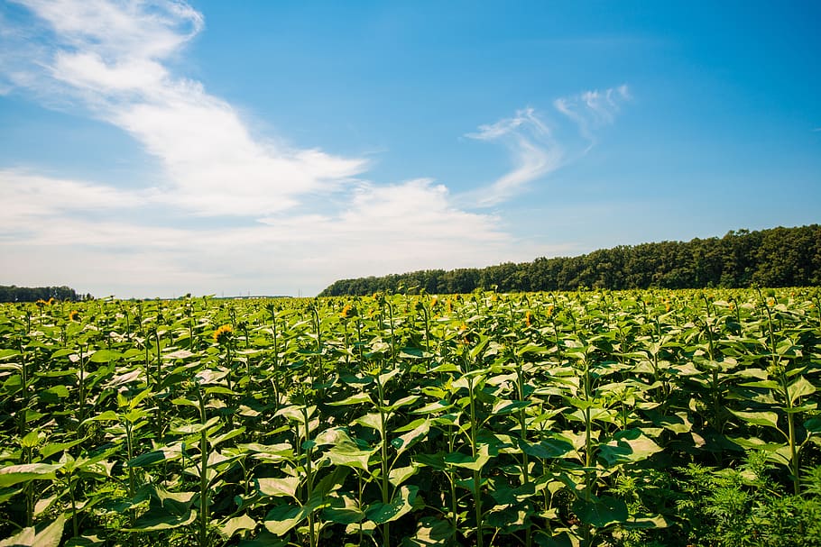 nature, sky, green, clouds, landscape, atmosphere, farm, summer HD wallpaper