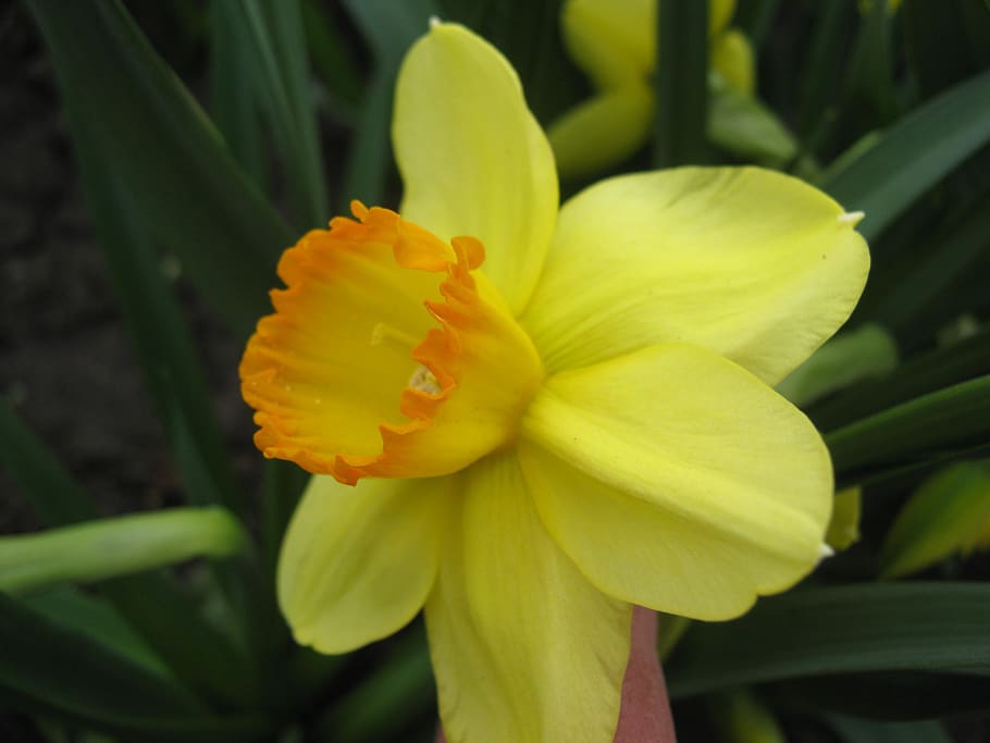 yellow, spring, flower, petals, nature, flowering plant, fragility HD wallpaper