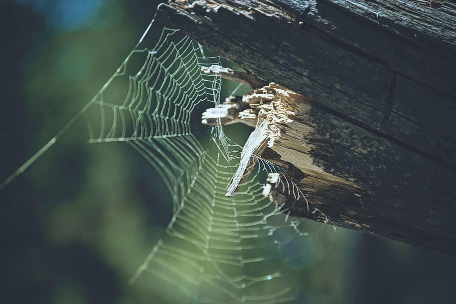 spiderweb, spider web, camping, fragility, close-up, arachnid HD wallpaper