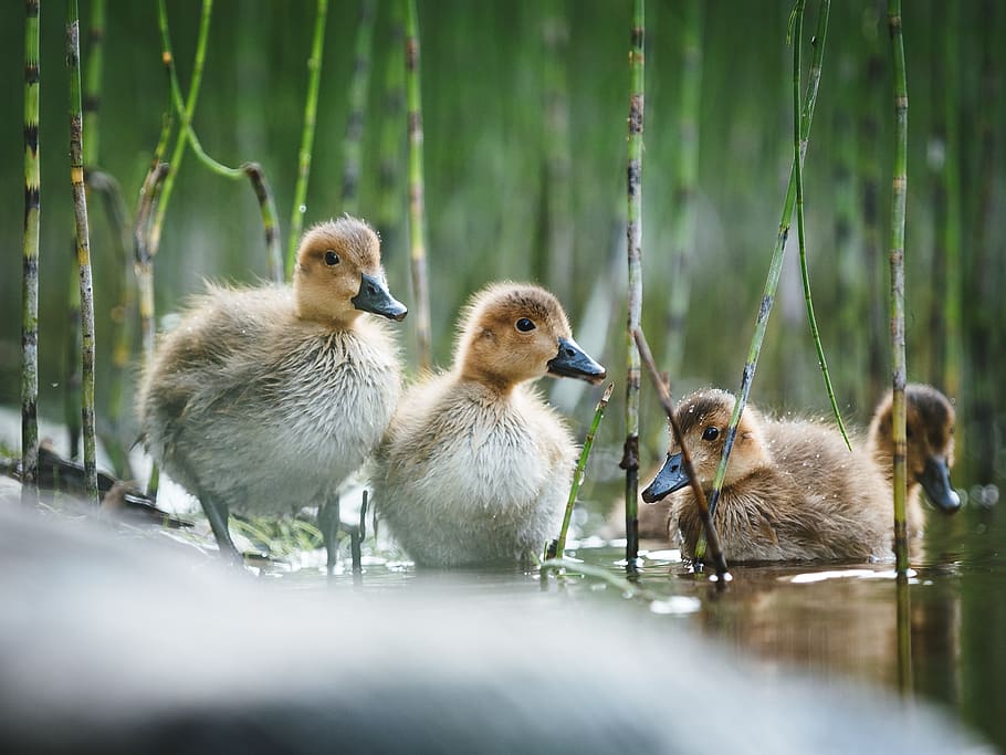 three brown ducklings on water, group of animals, animal themes HD wallpaper