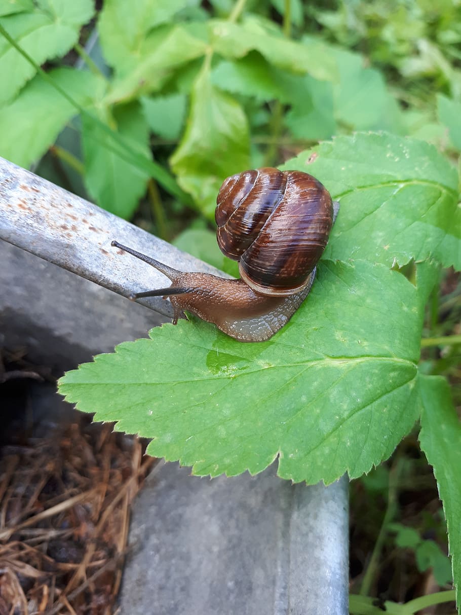 snail, macro, nature, grass, shell, clam, creeps, mollusk, leaf HD wallpaper