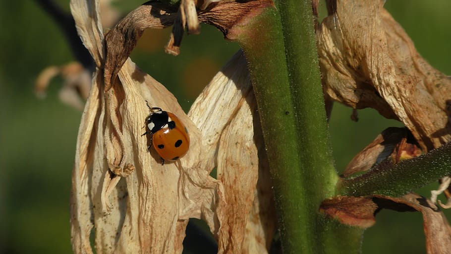 ladybug, close up, beetle, animal, insect, mood, background HD wallpaper