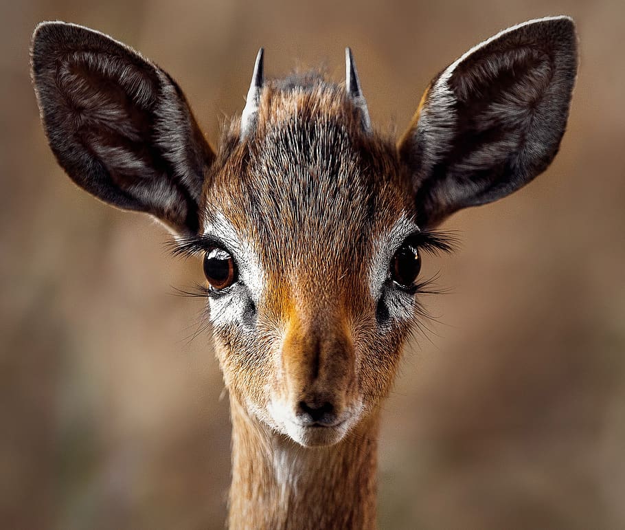 Close-up Portrait of a Antelope, animal, cute, deer, dik-dik, HD wallpaper