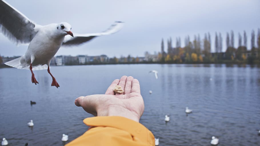 animals, bird, seagull, feather, flying, floating, water, feed HD wallpaper